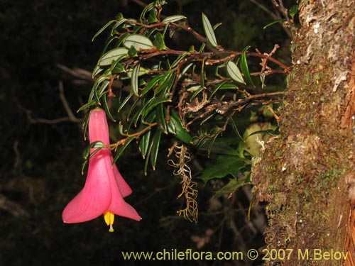 Imágen de Philesia magellanica (Coicopihue). Haga un clic para aumentar parte de imágen.