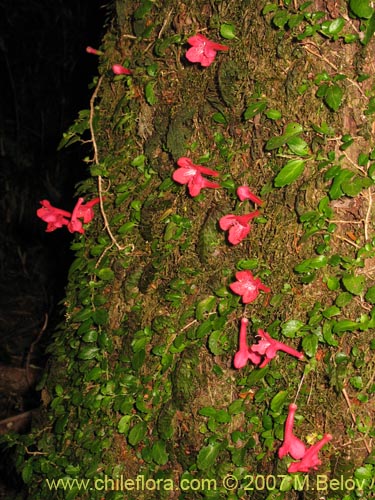 Фотография Asteranthera ovata (Estrellita). Щелкните, чтобы увеличить вырез.