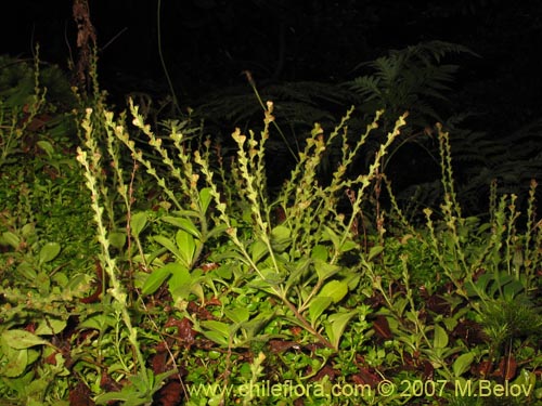 Image of Unidentified Plant sp. #3025 (). Click to enlarge parts of image.