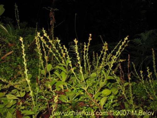 Image of Unidentified Plant sp. #3025 (). Click to enlarge parts of image.