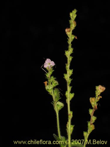 Imágen de Planta no identificada sp. #3025 (). Haga un clic para aumentar parte de imágen.