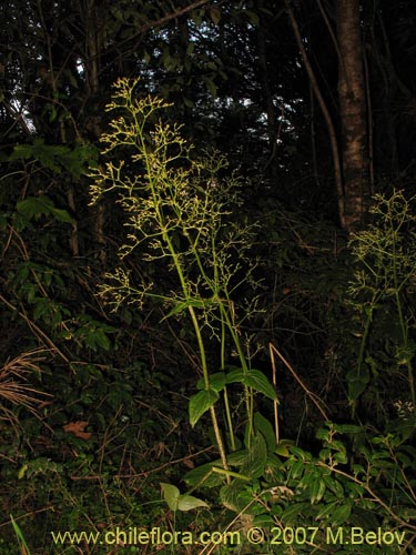 Фотография Valeriana lapathifolia (Guahuilque). Щелкните, чтобы увеличить вырез.