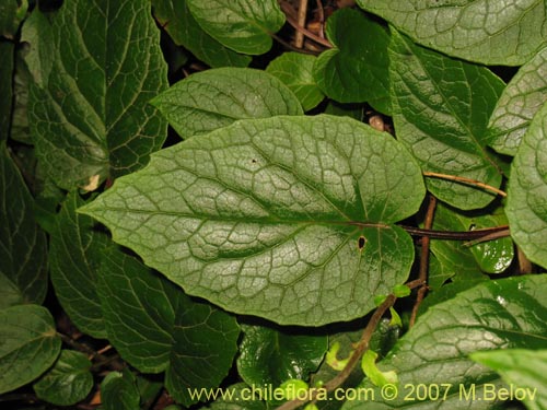 Image of Valeriana lapathifolia (Guahuilque). Click to enlarge parts of image.