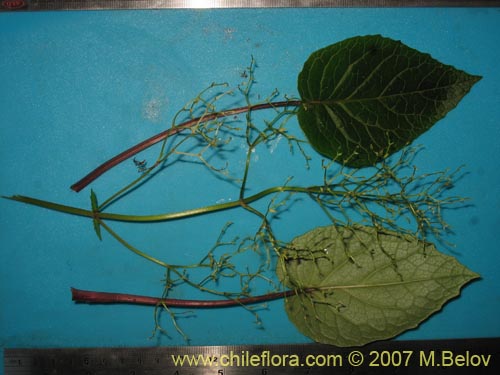 Фотография Valeriana lapathifolia (Guahuilque). Щелкните, чтобы увеличить вырез.