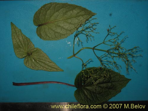Фотография Valeriana lapathifolia (Guahuilque). Щелкните, чтобы увеличить вырез.