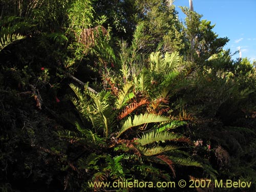 Фотография Blechnum magellanicum (). Щелкните, чтобы увеличить вырез.