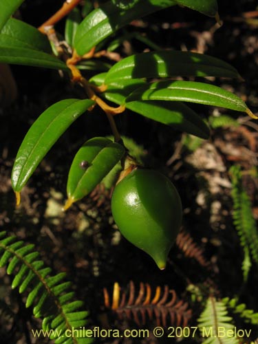 Фотография Philesia magellanica (Coicopihue). Щелкните, чтобы увеличить вырез.