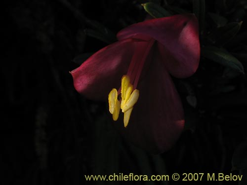 Imágen de Philesia magellanica (Coicopihue). Haga un clic para aumentar parte de imágen.