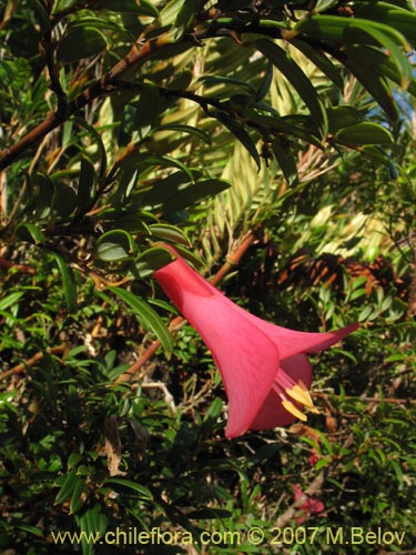 Imágen de Philesia magellanica (Coicopihue). Haga un clic para aumentar parte de imágen.