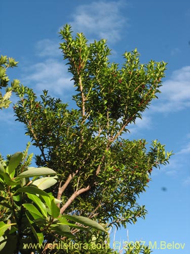 Imágen de Gaultheria mucronata (). Haga un clic para aumentar parte de imágen.