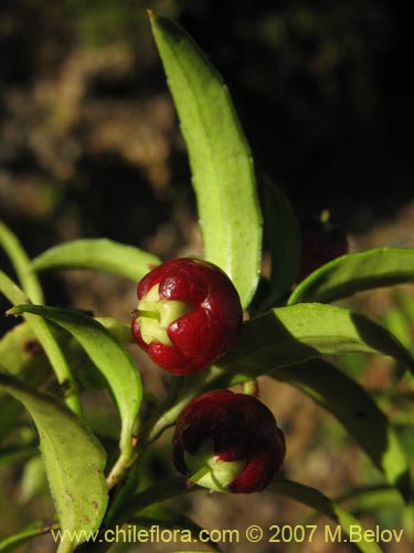 Фотография Gaultheria mucronata (). Щелкните, чтобы увеличить вырез.