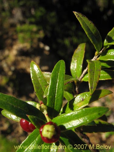 Bild von Gaultheria mucronata (). Klicken Sie, um den Ausschnitt zu vergrössern.