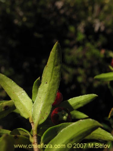 Gaultheria mucronata의 사진