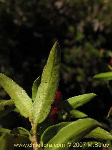 Imágen de Gaultheria mucronata (). Haga un clic para aumentar parte de imágen.