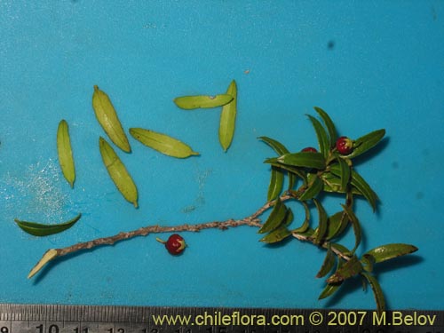 Gaultheria mucronataの写真