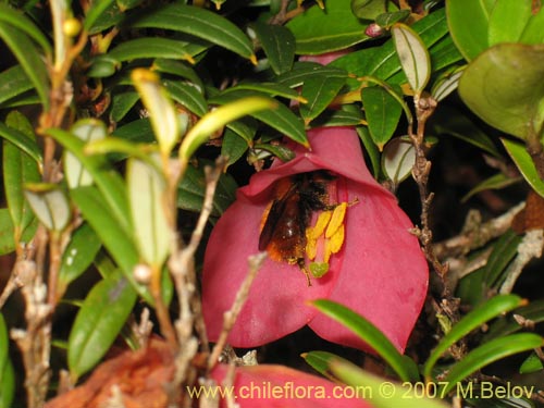 Imágen de Philesia magellanica (Coicopihue). Haga un clic para aumentar parte de imágen.