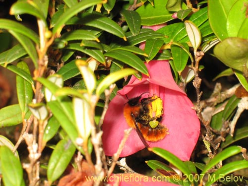 Imágen de Philesia magellanica (Coicopihue). Haga un clic para aumentar parte de imágen.