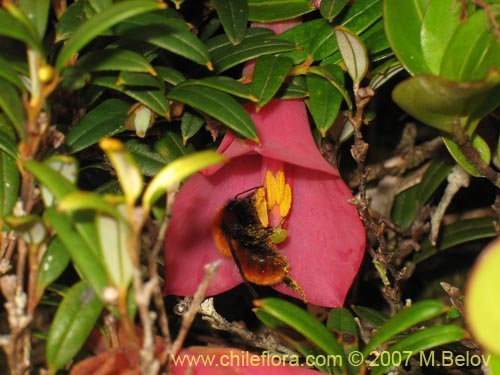 Imágen de Philesia magellanica (Coicopihue). Haga un clic para aumentar parte de imágen.