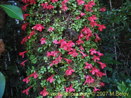 Фотография Asteranthera ovata (Estrellita). Щелкните, чтобы увеличить вырез.