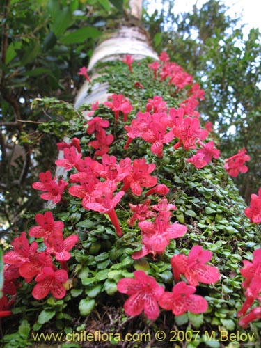 Asteranthera ovataの写真