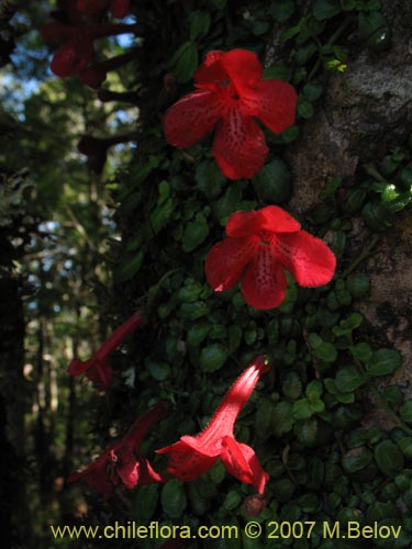 Bild von Asteranthera ovata (Estrellita). Klicken Sie, um den Ausschnitt zu vergrössern.