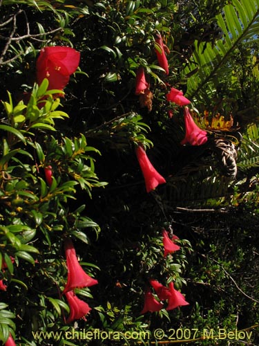 Imágen de Philesia magellanica (Coicopihue). Haga un clic para aumentar parte de imágen.