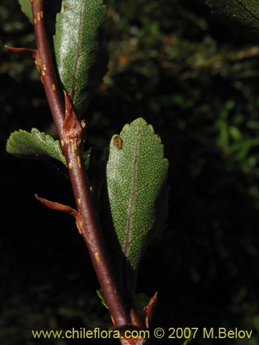 Imágen de Nothofagus betuloides (Coigüe de Magallanes). Haga un clic para aumentar parte de imágen.