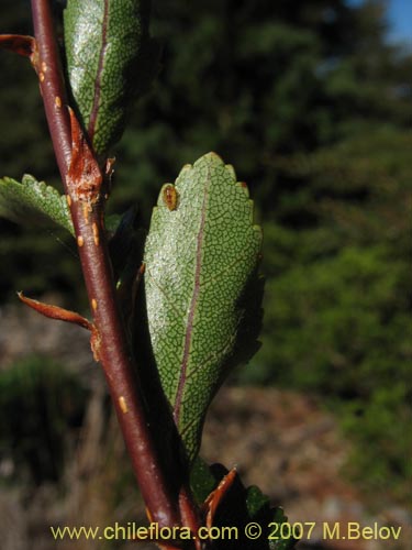 Image of Nothofagus betuloides (Coige de Magallanes). Click to enlarge parts of image.