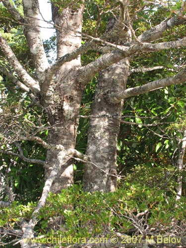 Bild von Nothofagus betuloides (Coigüe de Magallanes). Klicken Sie, um den Ausschnitt zu vergrössern.