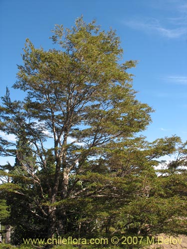 Фотография Nothofagus betuloides (Coigüe de Magallanes). Щелкните, чтобы увеличить вырез.