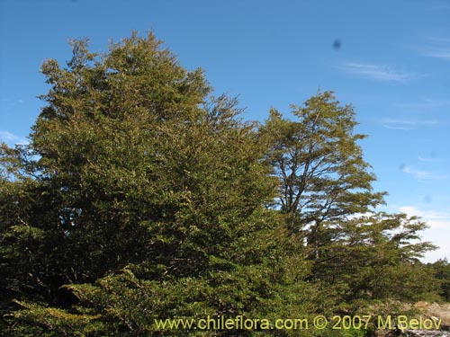 Фотография Nothofagus betuloides (Coigüe de Magallanes). Щелкните, чтобы увеличить вырез.