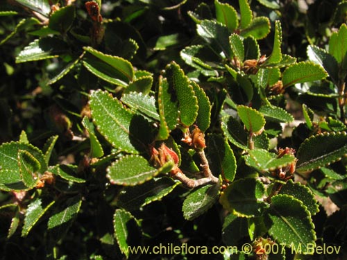 Фотография Nothofagus betuloides (Coigüe de Magallanes). Щелкните, чтобы увеличить вырез.