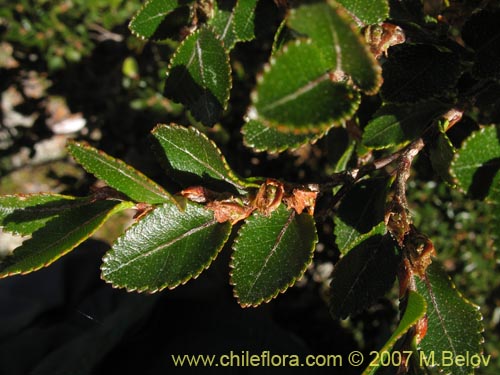 Фотография Nothofagus betuloides (Coigüe de Magallanes). Щелкните, чтобы увеличить вырез.