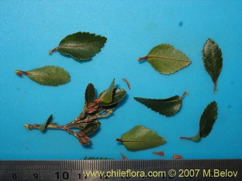 Image of Nothofagus betuloides (Coige de Magallanes). Click to enlarge parts of image.