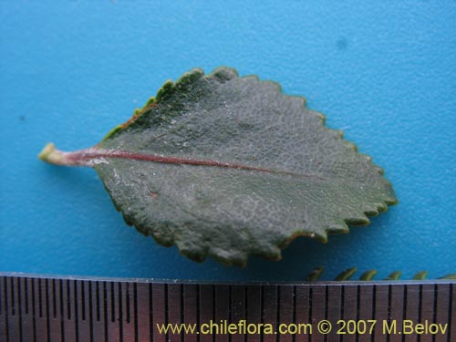 Image of Nothofagus betuloides (Coige de Magallanes). Click to enlarge parts of image.