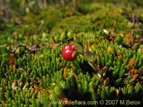 Image of Gaultheria caespitosa (Murtillo)