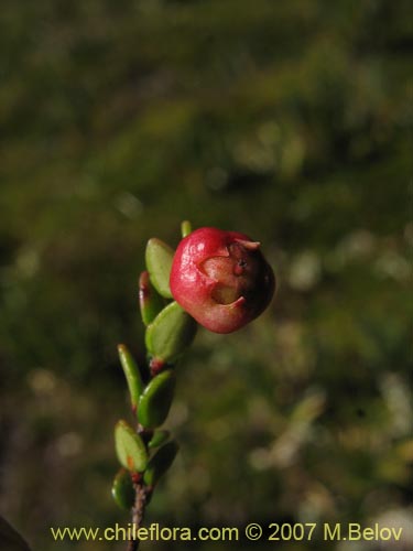 Image of Gaultheria caespitosa (Murtillo)