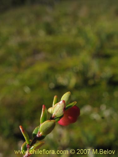 Image of Gaultheria caespitosa (Murtillo)