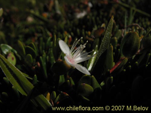 Imágen de Gaultheria sp. #2440 (). Haga un clic para aumentar parte de imágen.