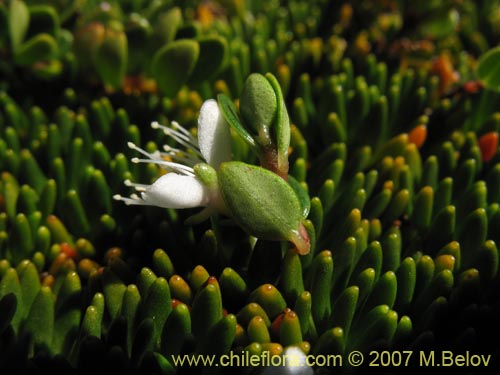 Bild von Gaultheria sp. #2440 (). Klicken Sie, um den Ausschnitt zu vergrössern.