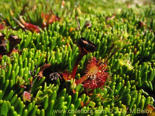 Imágen de Drosera uniflora (). Haga un clic para aumentar parte de imágen.