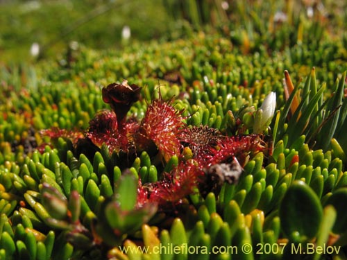 Drosera uniflora의 사진