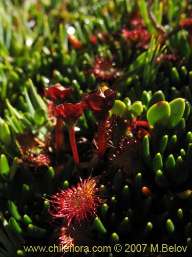 Bild von Drosera uniflora (). Klicken Sie, um den Ausschnitt zu vergrössern.