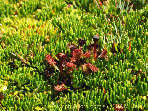 Image of Drosera uniflora (). Click to enlarge parts of image.