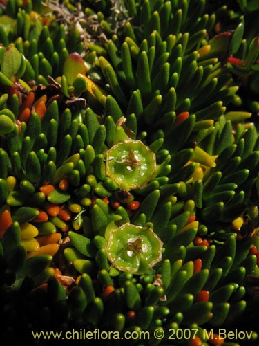 Image of Donatia fascicularis (). Click to enlarge parts of image.