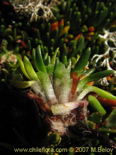 Image of Donatia fascicularis (). Click to enlarge parts of image.