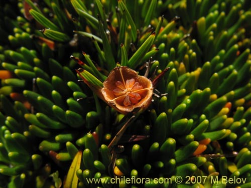 Imágen de Donatia fascicularis (). Haga un clic para aumentar parte de imágen.