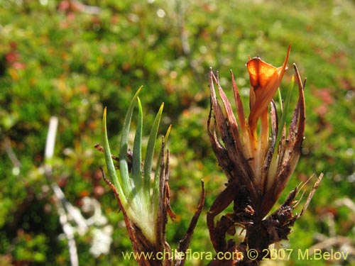 Image of Donatia fascicularis (). Click to enlarge parts of image.