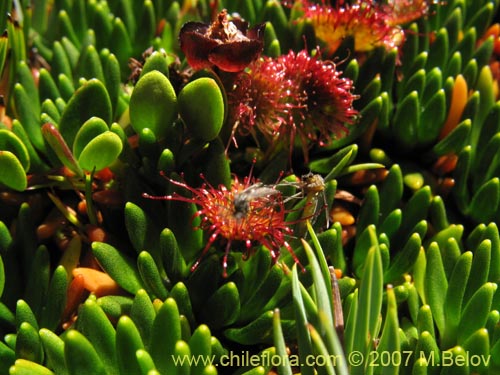 Imágen de Drosera uniflora (). Haga un clic para aumentar parte de imágen.