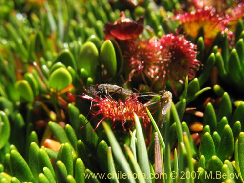 Image of Drosera uniflora (). Click to enlarge parts of image.